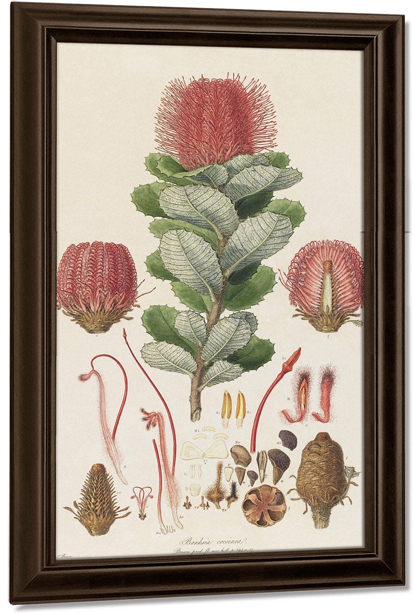 Banksia Coccinea From Illustrationes Florae Novae Hollandiae By Ferdinand Bauer Fine Art Print