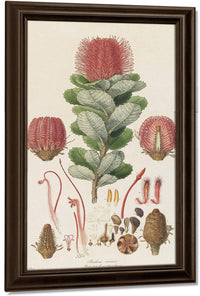 Banksia Coccinea From Illustrationes Florae Novae Hollandiae By Ferdinand Bauer Fine Art Print