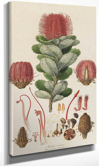 Banksia Coccinea From Illustrationes Florae Novae Hollandiae By Ferdinand Bauer Fine Art Print