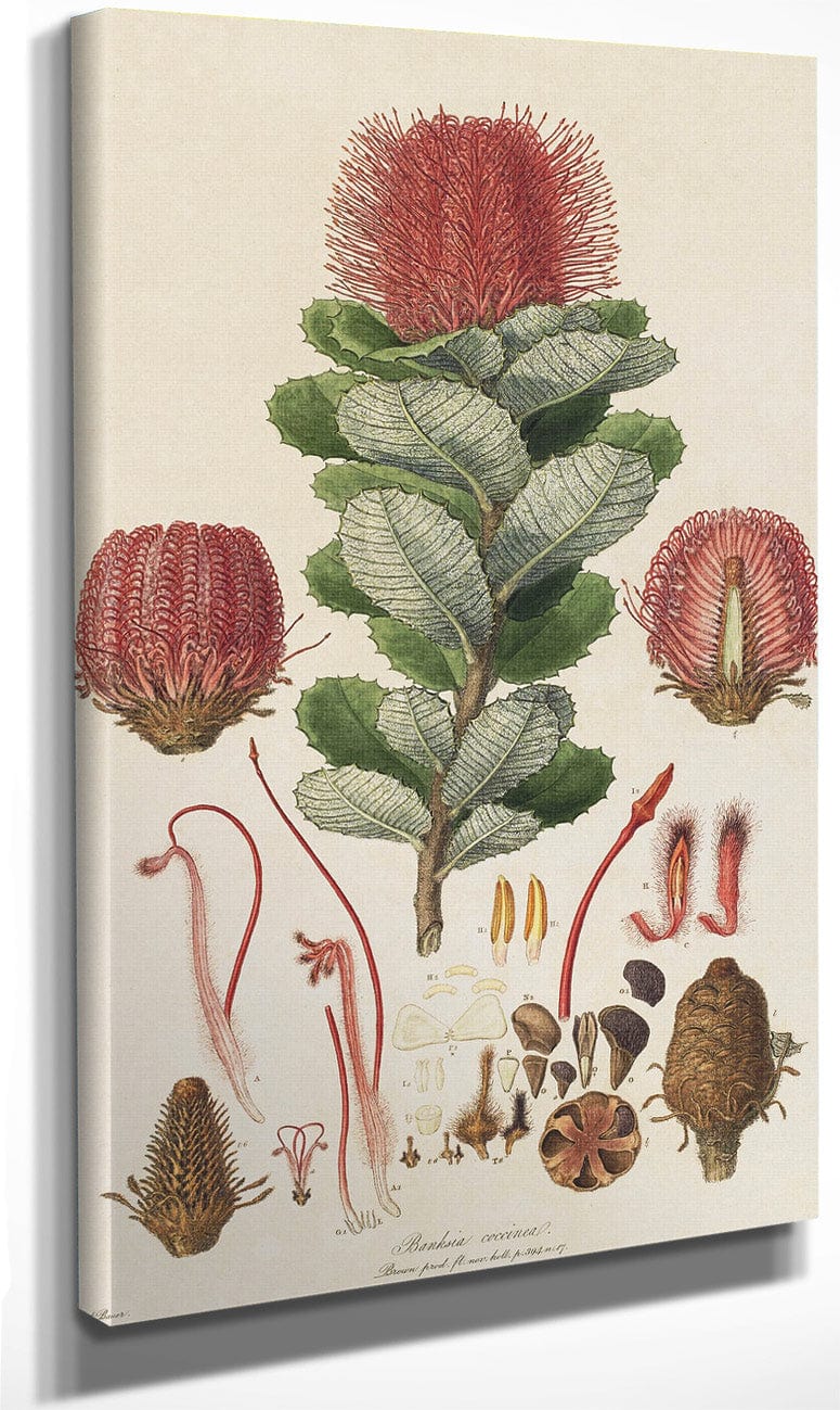 Banksia Coccinea From Illustrationes Florae Novae Hollandiae By Ferdinand Bauer Fine Art Print