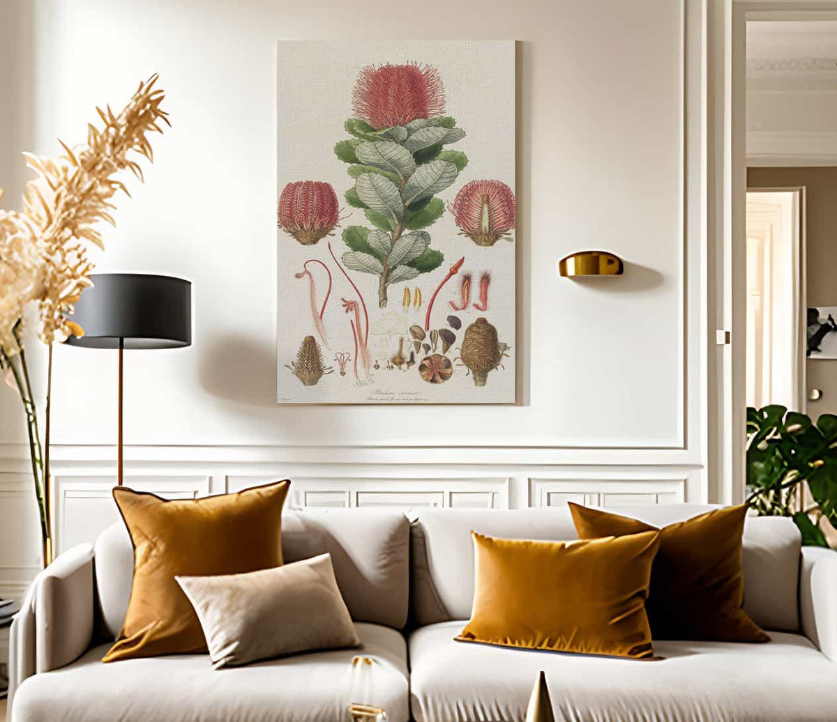 Banksia Coccinea From Illustrationes Florae Novae Hollandiae By Ferdinand Bauer Fine Art Print