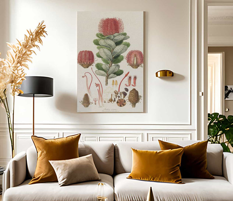 Banksia Coccinea From Illustrationes Florae Novae Hollandiae By Ferdinand Bauer Fine Art Print