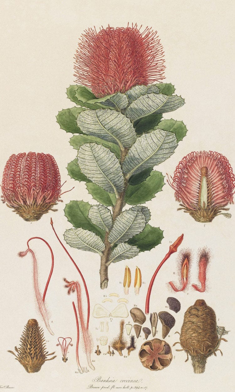 Banksia Coccinea From Illustrationes Florae Novae Hollandiae By Ferdinand Bauer Fine Art Print