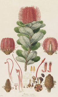Banksia Coccinea From Illustrationes Florae Novae Hollandiae By Ferdinand Bauer Fine Art Print