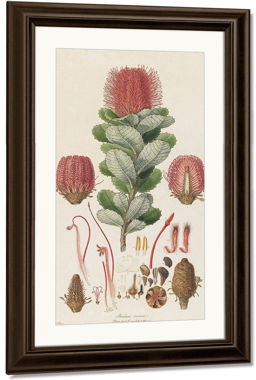 Banksia Coccinea From Illustrationes Florae Novae Hollandiae By Ferdinand Bauer Fine Art Print
