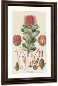 Banksia Coccinea From Illustrationes Florae Novae Hollandiae By Ferdinand Bauer Fine Art Print