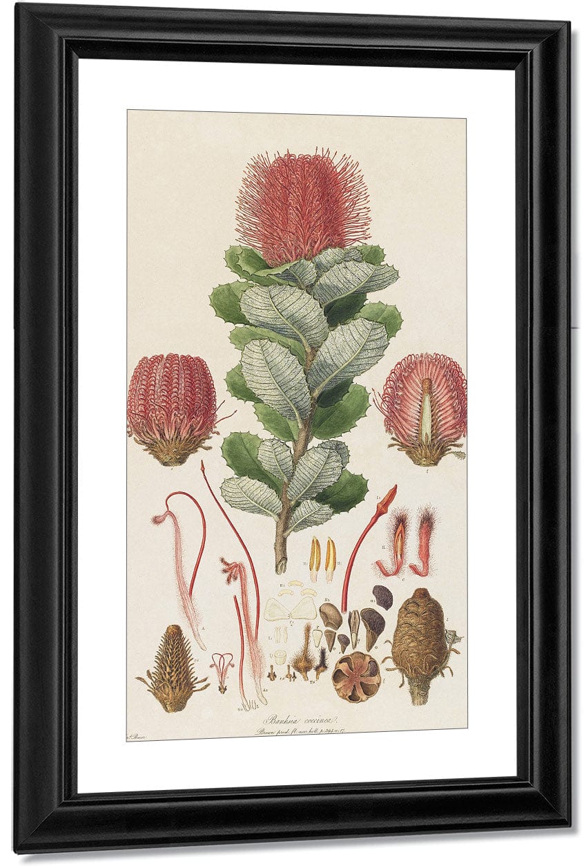 Banksia Coccinea From Illustrationes Florae Novae Hollandiae By Ferdinand Bauer Fine Art Print