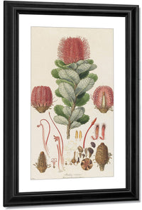 Banksia Coccinea From Illustrationes Florae Novae Hollandiae By Ferdinand Bauer Fine Art Print