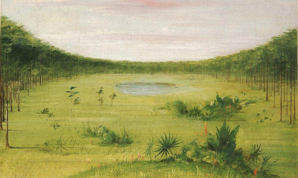 Beautiful Savannah In The Pine Woods Of Florida By George Catlin Fine Art Print