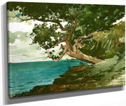 Bermuda By Winslow Homer Fine Art Print