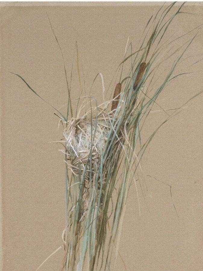 Bird's Nest In Cattails By Fidelia Bridges Fine Art Print