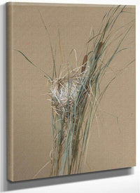 Bird's Nest In Cattails By Fidelia Bridges Fine Art Print