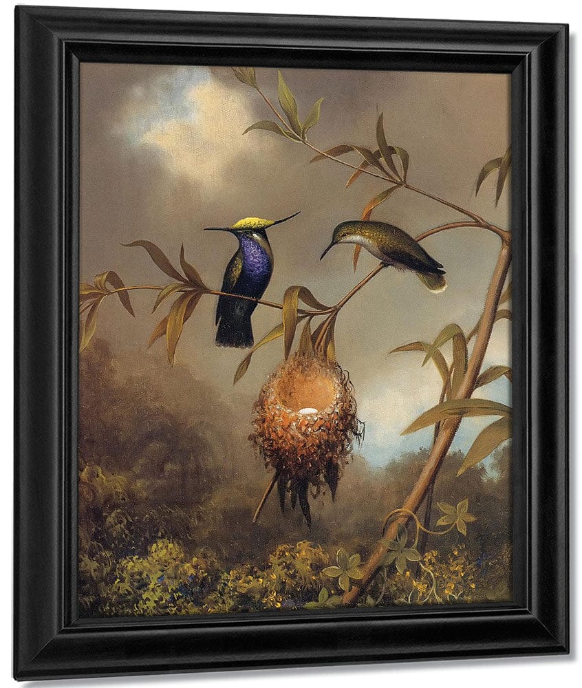Black Breasted Plovercrest By Martin Johnson Heade Fine Art Print