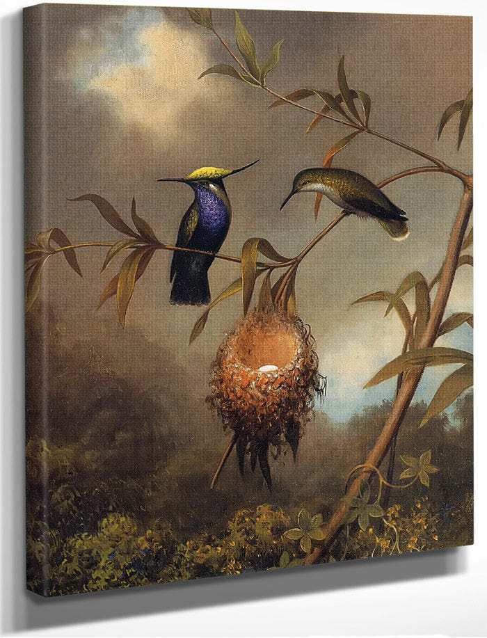 Black Breasted Plovercrest By Martin Johnson Heade Fine Art Print