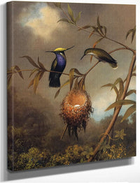 Black Breasted Plovercrest By Martin Johnson Heade Fine Art Print