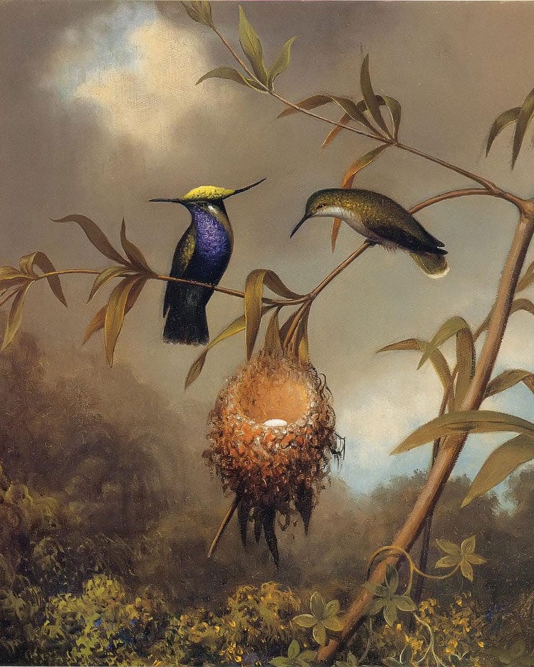 Black Breasted Plovercrest By Martin Johnson Heade Fine Art Print
