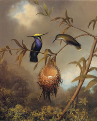 Black Breasted Plovercrest By Martin Johnson Heade Fine Art Print