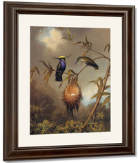 Black Breasted Plovercrest By Martin Johnson Heade Fine Art Print