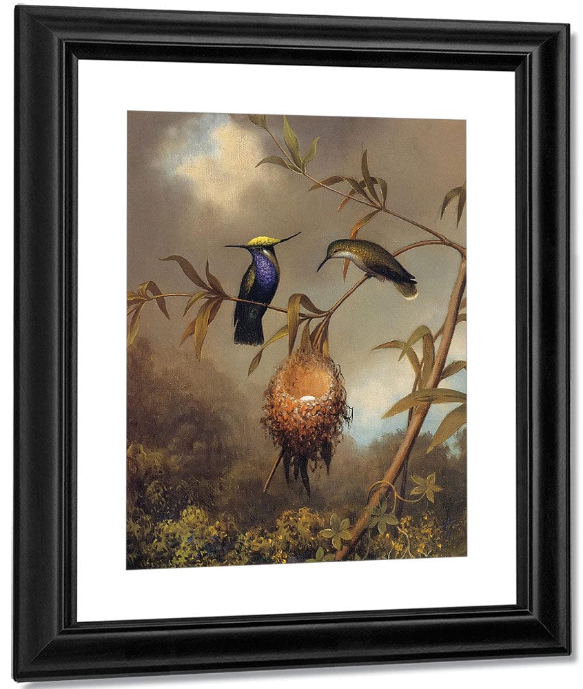 Black Breasted Plovercrest By Martin Johnson Heade Fine Art Print