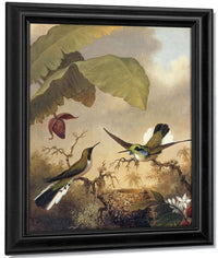 Black Eared Fairy By Martin Johnson Heade Fine Art Print