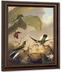 Black Eared Fairy By Martin Johnson Heade Fine Art Print
