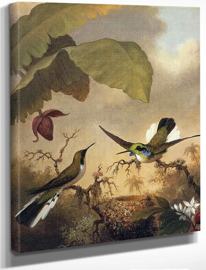 Black Eared Fairy By Martin Johnson Heade Fine Art Print