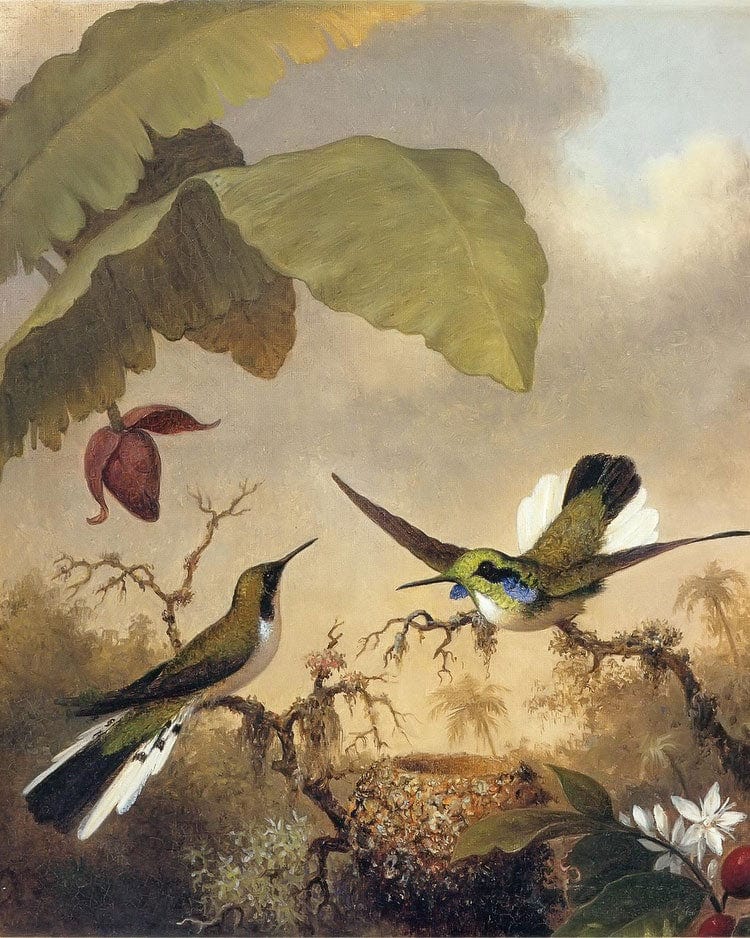 Black Eared Fairy By Martin Johnson Heade Fine Art Print