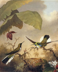 Black Eared Fairy By Martin Johnson Heade Fine Art Print
