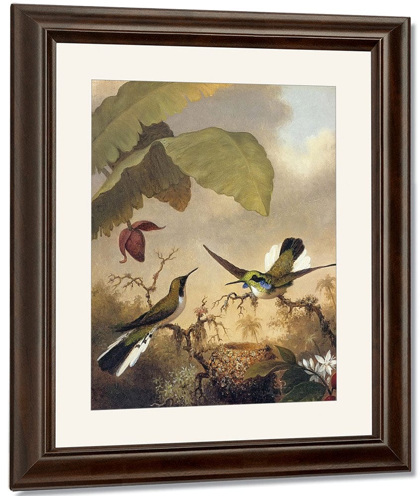 Black Eared Fairy By Martin Johnson Heade Fine Art Print