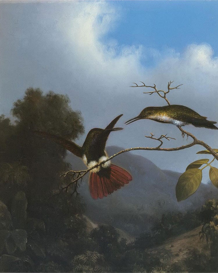 Black Throated Mango By Martin Johnson Heade Fine Art Print