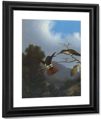 Black Throated Mango By Martin Johnson Heade Fine Art Print