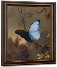 Blue Morpho Butterfly By Martin Johnson Heade Fine Art Print