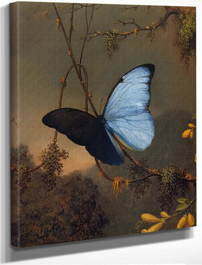 Blue Morpho Butterfly By Martin Johnson Heade Fine Art Print