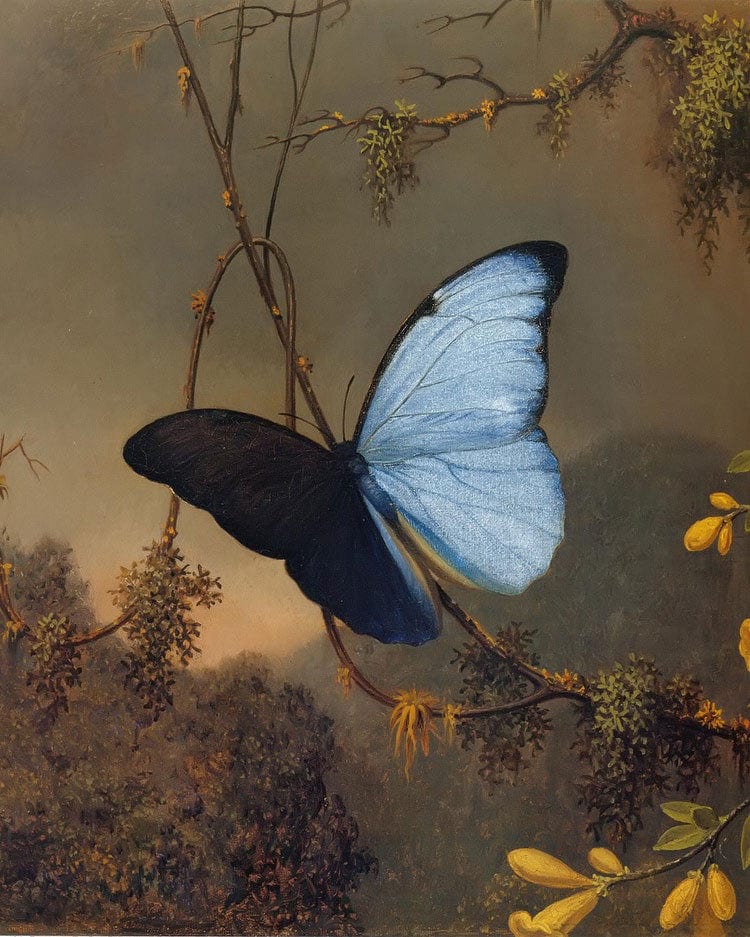 Blue Morpho Butterfly By Martin Johnson Heade Fine Art Print