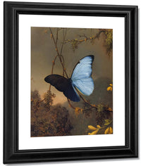 Blue Morpho Butterfly By Martin Johnson Heade Fine Art Print