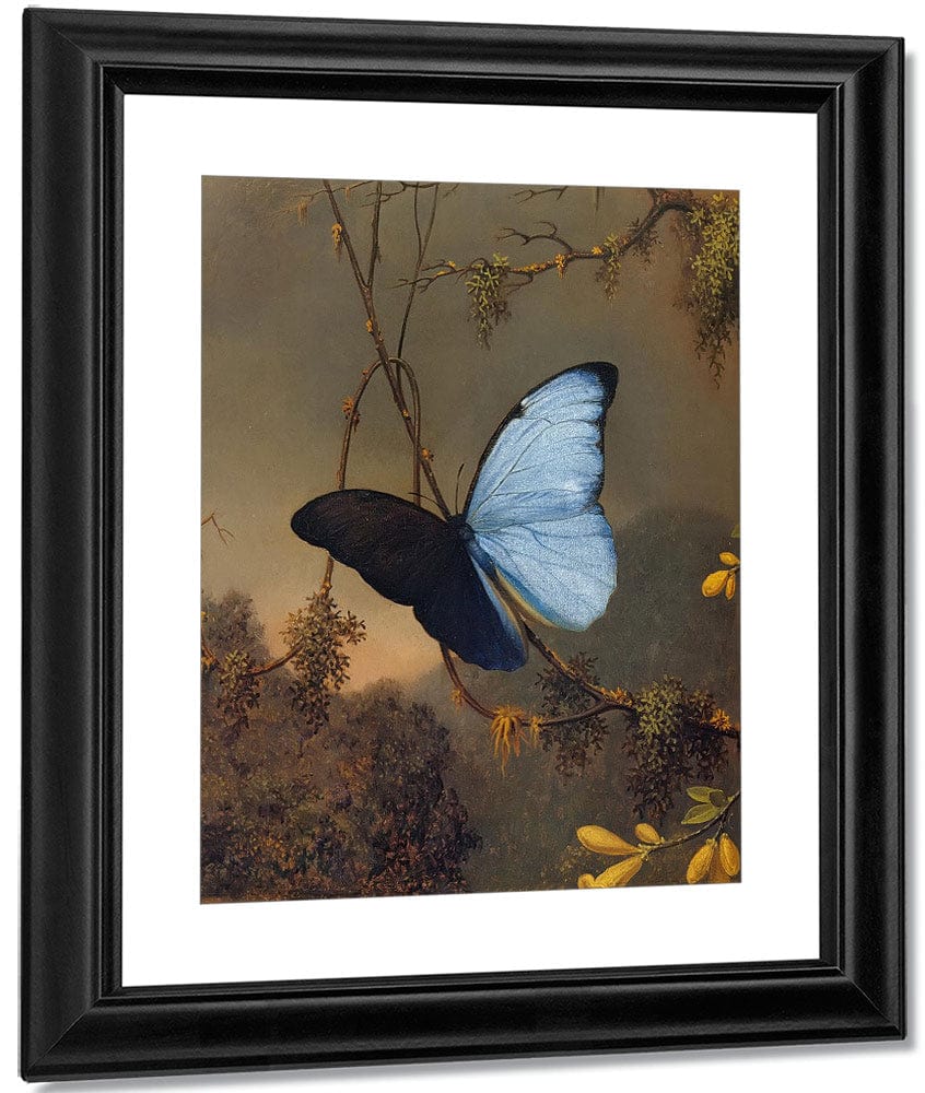 Blue Morpho Butterfly By Martin Johnson Heade Fine Art Print