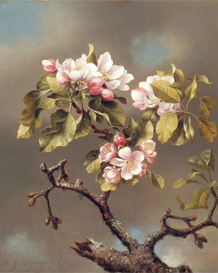 Branch Of Apple Blossoms Against A Cloudy Sky By Martin Johnson Heade Fine Art Print