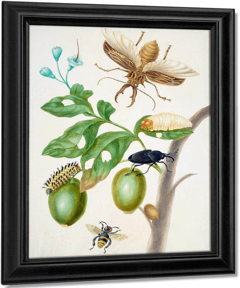 Branch Of Genipapo With Long Horned Beetle 1703 By Maria Sibylla Merian Fine Art Print