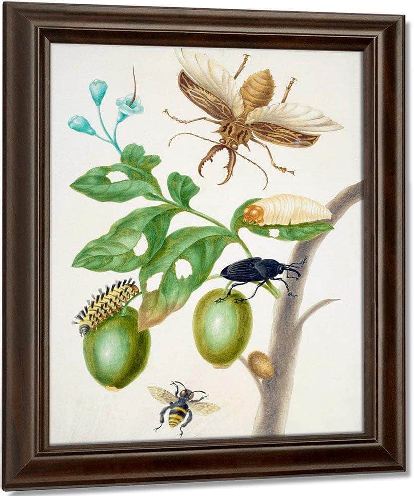 Branch Of Genipapo With Long Horned Beetle 1703 By Maria Sibylla Merian Fine Art Print