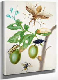 Branch Of Genipapo With Long Horned Beetle 1703 By Maria Sibylla Merian Fine Art Print