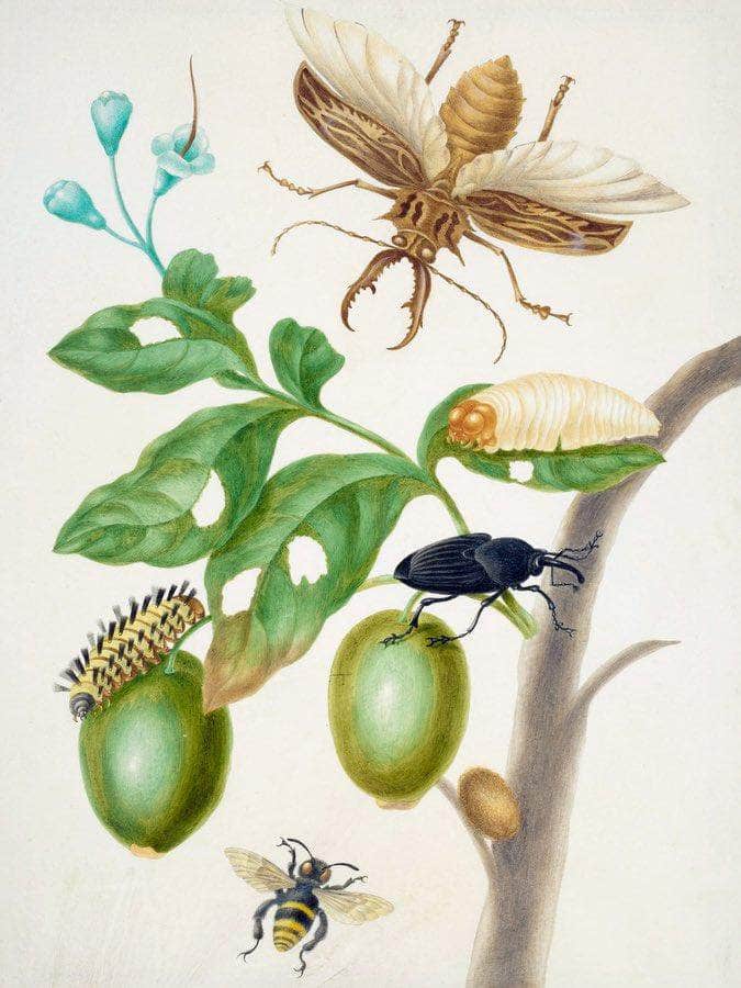 Branch Of Genipapo With Long Horned Beetle 1703 By Maria Sibylla Merian Fine Art Print