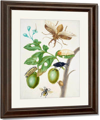 Branch Of Genipapo With Long Horned Beetle 1703 By Maria Sibylla Merian Fine Art Print