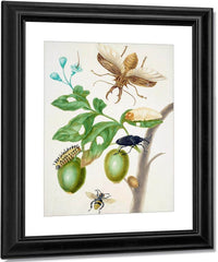 Branch Of Genipapo With Long Horned Beetle 1703 By Maria Sibylla Merian Fine Art Print