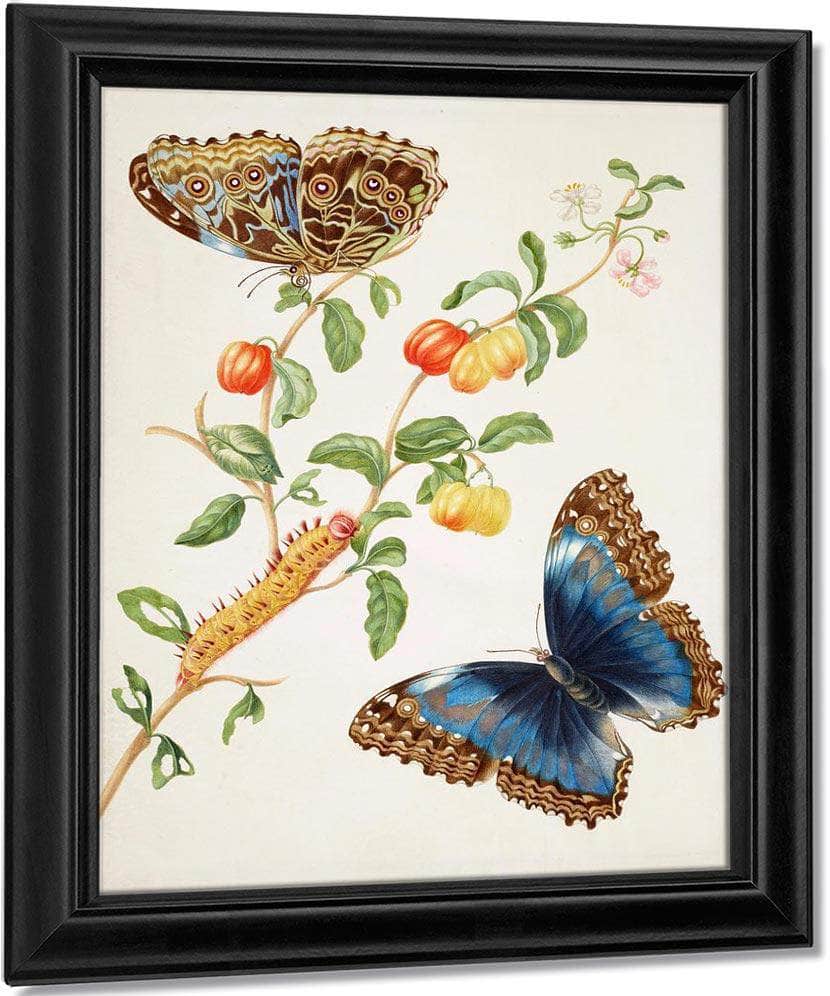 Branch Of West Indian Cherry With Achilles Morpho Butterfly 1703 By Maria Sibylla Merian Fine Art Print