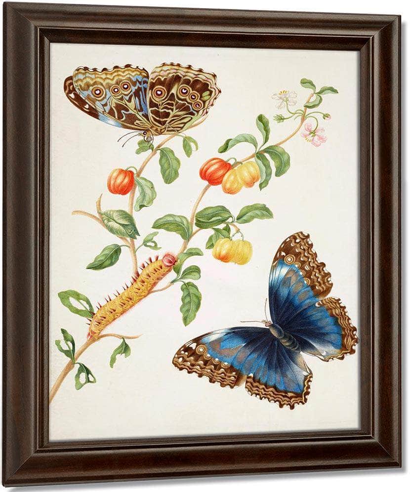 Branch Of West Indian Cherry With Achilles Morpho Butterfly 1703 By Maria Sibylla Merian Fine Art Print