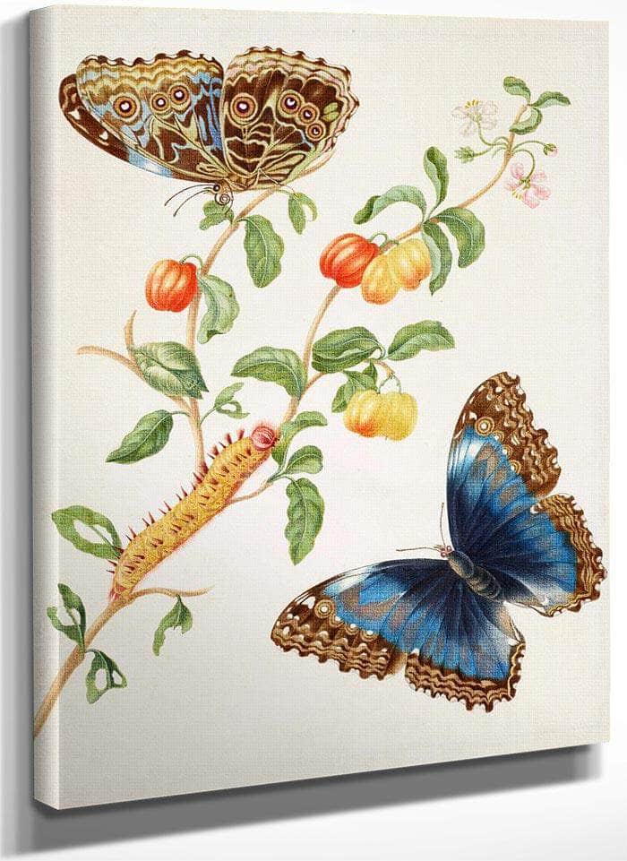 Branch Of West Indian Cherry With Achilles Morpho Butterfly 1703 By Maria Sibylla Merian Fine Art Print