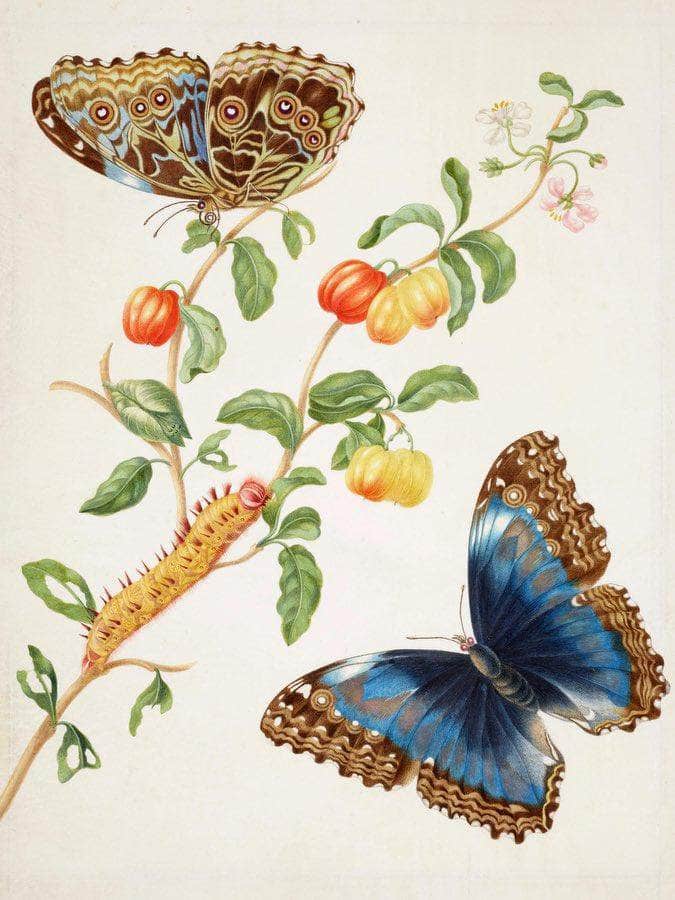 Branch Of West Indian Cherry With Achilles Morpho Butterfly 1703 By Maria Sibylla Merian Fine Art Print