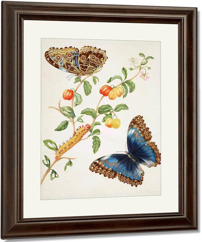 Branch Of West Indian Cherry With Achilles Morpho Butterfly 1703 By Maria Sibylla Merian Fine Art Print