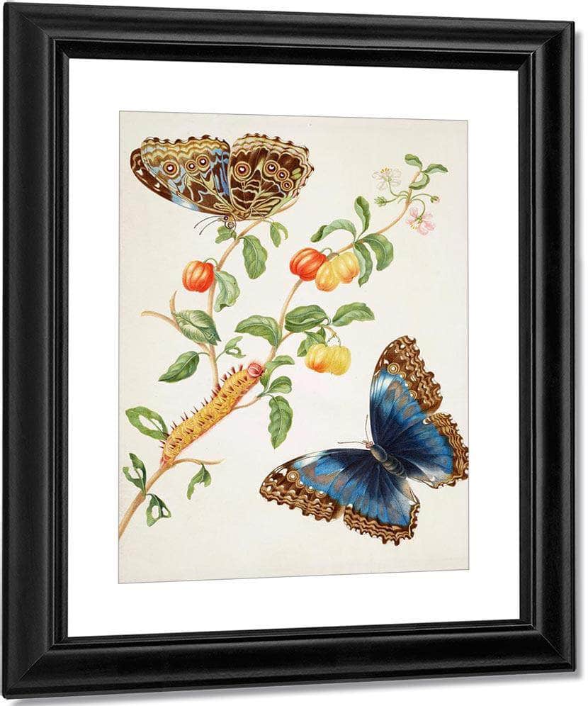 Branch Of West Indian Cherry With Achilles Morpho Butterfly 1703 By Maria Sibylla Merian Fine Art Print
