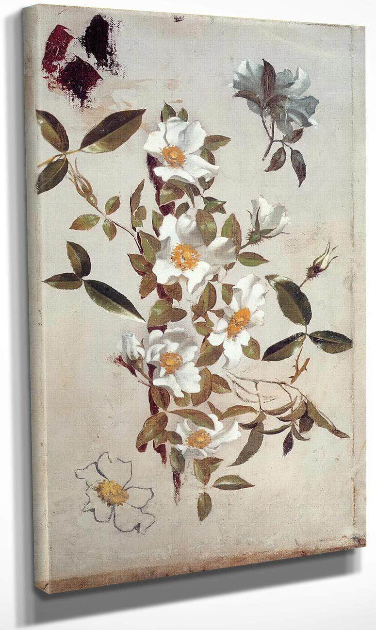 Branches And Cherokee Roses By Martin Johnson Heade Fine Art Print